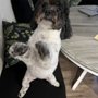 Photo of Dirty Paws Pet Salon