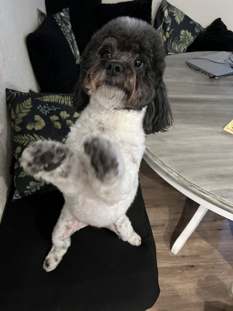 DIRTY PAWS PET SALON Updated September 2024 41 Reviews 1225 E