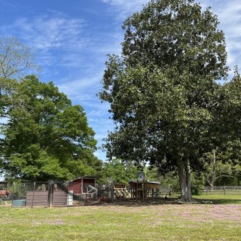 Grazing Way Farm - Chicken coop - the free-range chickens have 200+ acres to roam. - Farmers Market Near Me - Ellisville, Mississippi Grazing Way Farm - Chicken coop - the free-range chickens have 200+ acres to roam. - Farmers Market Near Me - Ellisville, Mississippi