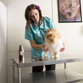 A Touch Of Class - Melissa Hall CFMG - Pet Groomers Near Me - Yuma, Arizona A Touch Of Class - Melissa Hall CFMG - Pet Groomers Near Me - Yuma, Arizona