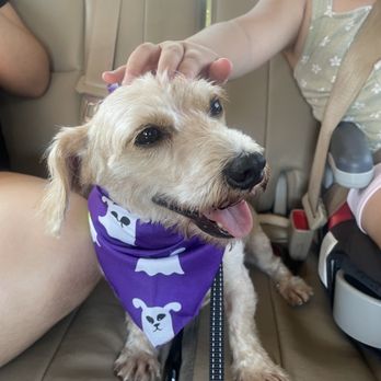 Petco - Pet Training Near Me - Houston, Texas Petco - Pet Training Near Me - Houston, Texas