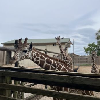 Gulf Breeze Zoo - Zoos Near Me - Gulf Breeze, Florida Gulf Breeze Zoo - Zoos Near Me - Gulf Breeze, Florida