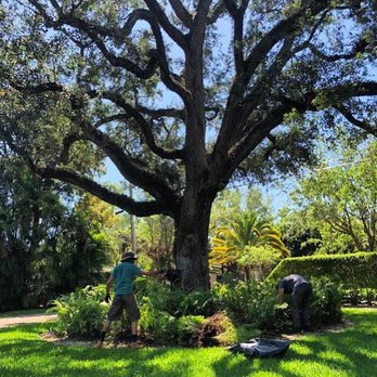 Those Plant Guys - a large oak tree being pruned - Landscaping Near Me - Miami, Florida Those Plant Guys - a large oak tree being pruned - Landscaping Near Me - Miami, Florida