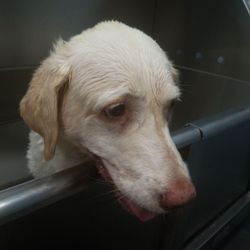 Croton Pet Station - Coco all clean before the blow dry