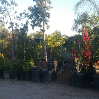 Nicolas Nursery - Flowers & Gifts Near Me - Moreno Valley, California Nicolas Nursery - Flowers & Gifts Near Me - Moreno Valley, California