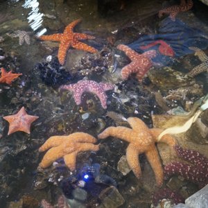 Roundhouse Aquarium And Teaching Center 382 Photos 72 Reviews Museums 2 Manhattan Beach Blvd Manhattan Beach Ca United States Phone Number Yelp