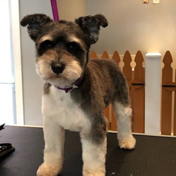 Masterpiece Canine Spa - Pet Groomers Near Me - Washington, DC, District of Columbia Masterpiece Canine Spa - Pet Groomers Near Me - Washington, DC, District of Columbia