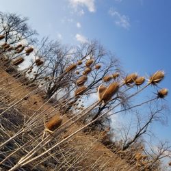 Miller Meadow, Forest Preserve Dist of Cook County
