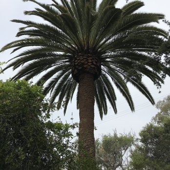 Matilde's Tree Service - Date palm tree - Tree Services Near Me Matilde's Tree Service - Date palm tree - Tree Services Near Me