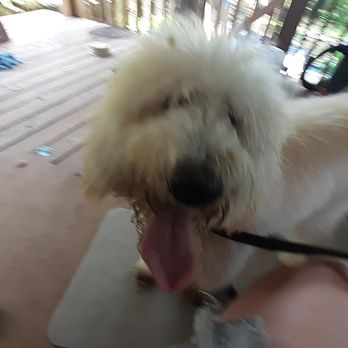 central bark mobile grooming - Another Before pic of before - Pet Groomers Near Me