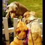 Love For Paws