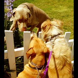 Love For Paws - Fred and Ginger meet a new friend!
