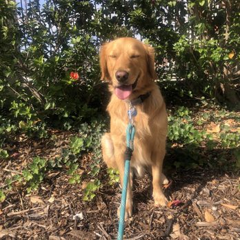 Off Leash K9 Training  - Pet Training Near Me - Murrieta, California