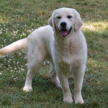 OC Goldens - Pet Breeders Near Me OC Goldens - Pet Breeders Near Me