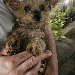 Our doggy is so tiny that other pharmacies had difficulty dispensing such a low dose of Omeprazole. Thanks, Best Pet Rx, for getting it done