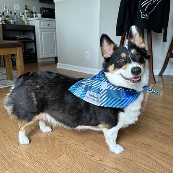PetSmart - dog - Pet Stores Near Me - Hermitage, Tennessee