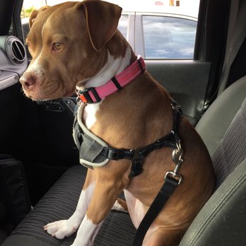 Southern Nevada Dog Training - Pet Training Near Me