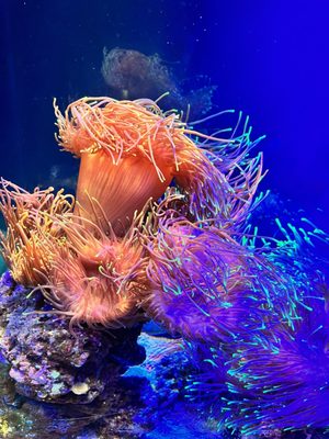 National SEA LIFE Centre Birmingham by null