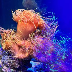 The National SEA LIFE Centre Birmingham