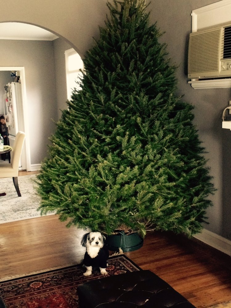 CHRISTMAS TREES SPROUL LANES Updated June 2024 745 W Sproul Rd