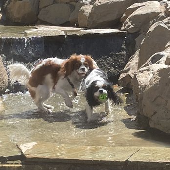 Ashley Memorial Dog Park - The girls enjoying the waterfall! - Dog Parks Near Me - Auburn, California Ashley Memorial Dog Park - The girls enjoying the waterfall! - Dog Parks Near Me - Auburn, California