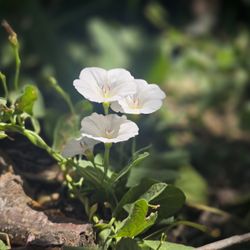 Nunn Better Farms - More flowers