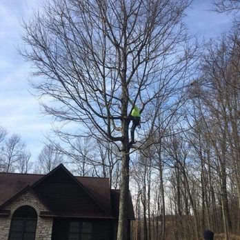 C & C Trees and Things - Tree Services Near Me C & C Trees and Things - Tree Services Near Me