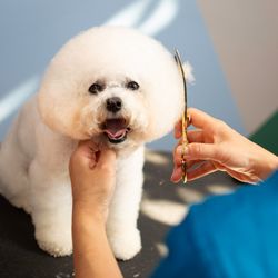 Greenleaf Pet Resort