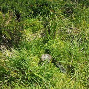 MacKerricher State Park - SQUIRREL?!? - Parks Near Me - Fort Bragg, California