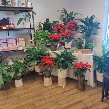 No Reason Why - Plants and gifts - Florists Near Me - Apache Junction, Arizona No Reason Why - Plants and gifts - Florists Near Me - Apache Junction, Arizona
