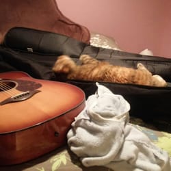 Croton On-Hudson Veterinary Clinic - 13 years of happy, healthy kitty thanks to Dr. E