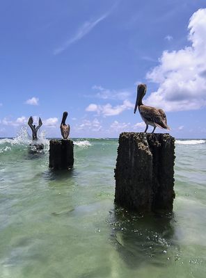 Bal Harbour Beach by null
