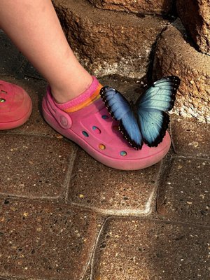 The Original Mackinac Island Butterfly House & Insect World by null