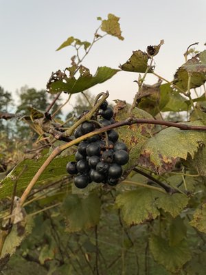 Cloudland Vineyards and Winery by null