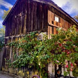 City of Sonoma - From the previous century.