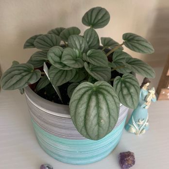 The Plant Sitter - Got this beautiful frosted peperomia (not the pot) for I think $24 in a 6in pot - Nurseries & Gardening Near Me - San Jose, California The Plant Sitter - Got this beautiful frosted peperomia (not the pot) for I think $24 in a 6in pot - Nurseries & Gardening Near Me - San Jose, California