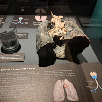 The Health Museum - Museums Near Me - Houston, Texas The Health Museum - Museums Near Me - Houston, Texas