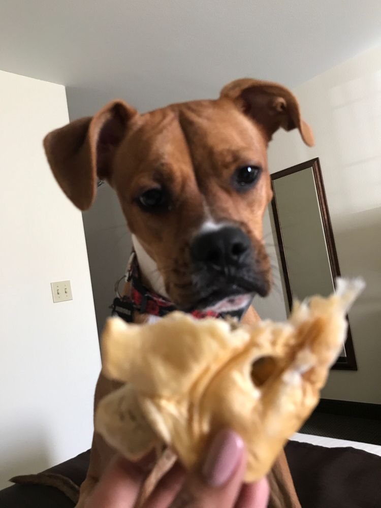 TREATS WAGS N’ WIGGLES PET SUPPLY Updated May 2024 11 Photos 525