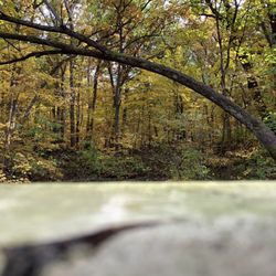 Pilcher Park Nature Center - Bridge