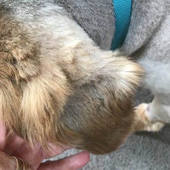 Pet Wow - Ear after sedation groom. - Veterinarians Near Me - Highland Heights, Kentucky Pet Wow - Ear after sedation groom. - Veterinarians Near Me - Highland Heights, Kentucky