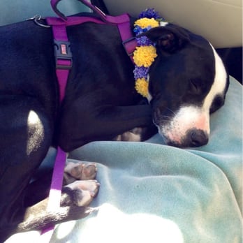 Chandler Dogs 24/7 - This is usually what out dog looks like after she leaves boarding or day care... 2 minutes in the car and she is passed out!! :) - Pet Boarding Near Me - Chandler, Arizona