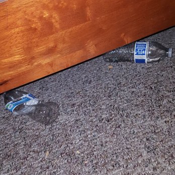 Royal Carriage Inn - This trash was found here at Royal Carriage Inn when checking into our room. Gross! - Hotels Near Me - Jamestown, California