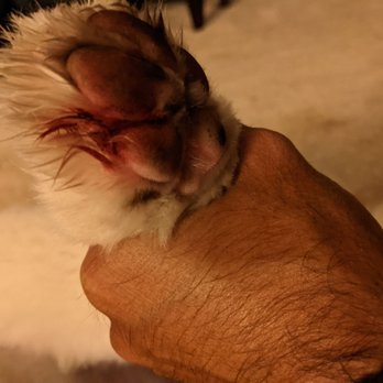 60 Bucks Mobile Grooming - Another nail cut too close leading to blood from the cuticle - Pet Groomers Near Me 60 Bucks Mobile Grooming - Another nail cut too close leading to blood from the cuticle - Pet Groomers Near Me