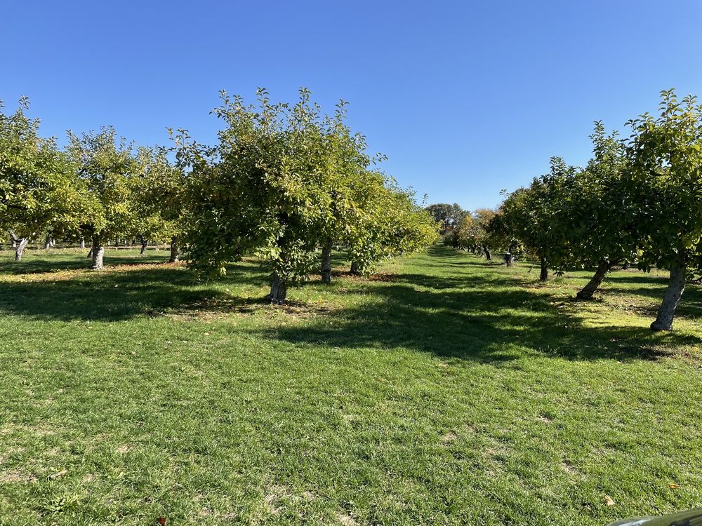 THE ORCHARD AT CONNEMARA HOUSE Updated July 2024 252 Rowley Bridge