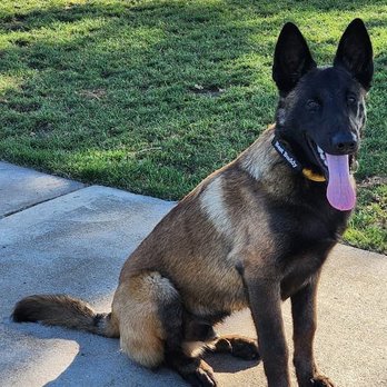 Camarillo Canine - Pet Training Near Me - Camarillo, California