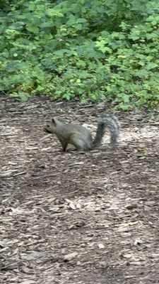 Effigy Mounds National Monument by null