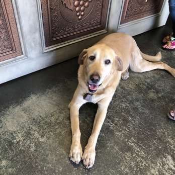 Highland Valley Vineyards - Their dog - Wineries Near Me - Escondido, California Highland Valley Vineyards - Their dog - Wineries Near Me - Escondido, California