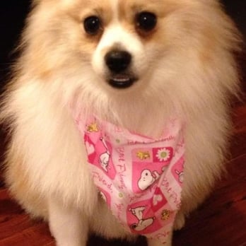 Taj Mapaw Dog Spa - Pet Groomers Near Me - Placentia, California Taj Mapaw Dog Spa - Pet Groomers Near Me - Placentia, California