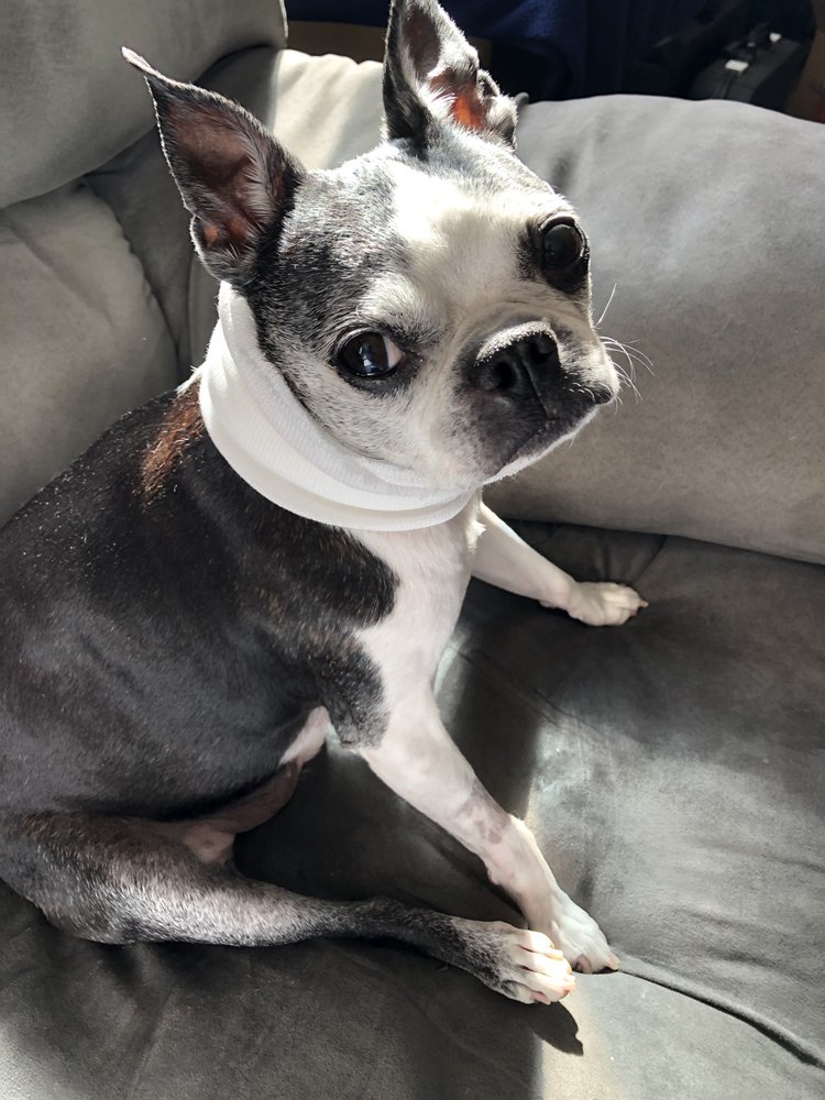 HIGHLAND HILLS PET HOSPITAL 5592 W 19th St, Greeley, Colorado Veterinarians Phone Number