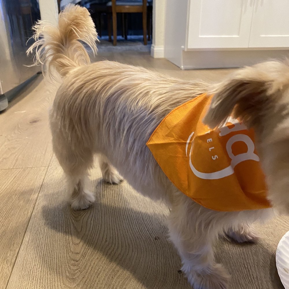 Wag Hotels - Carson - Pet Training Near Me - Carson, California Wag Hotels - Carson - Pet Training Near Me - Carson, California